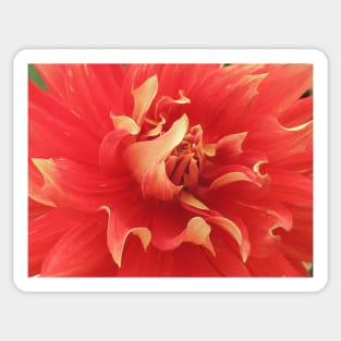 Dahlia Frills Sticker